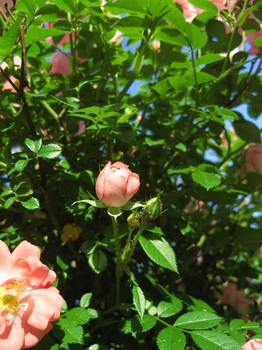 rosepeach.jpg