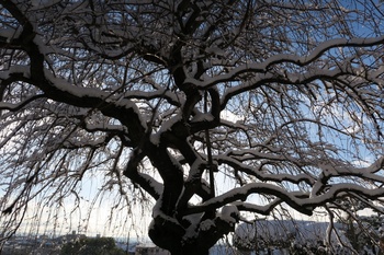snowtree.JPG